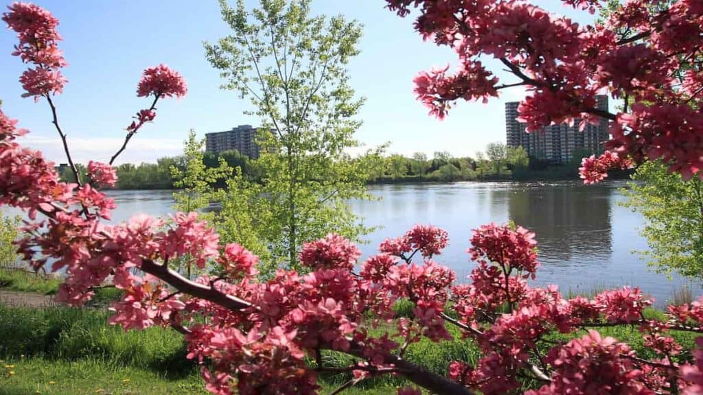 Best time to visit Montreal, Cherry blossom