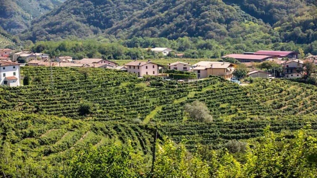 Treviso Italy, Prosecco vineyards of Conegliano