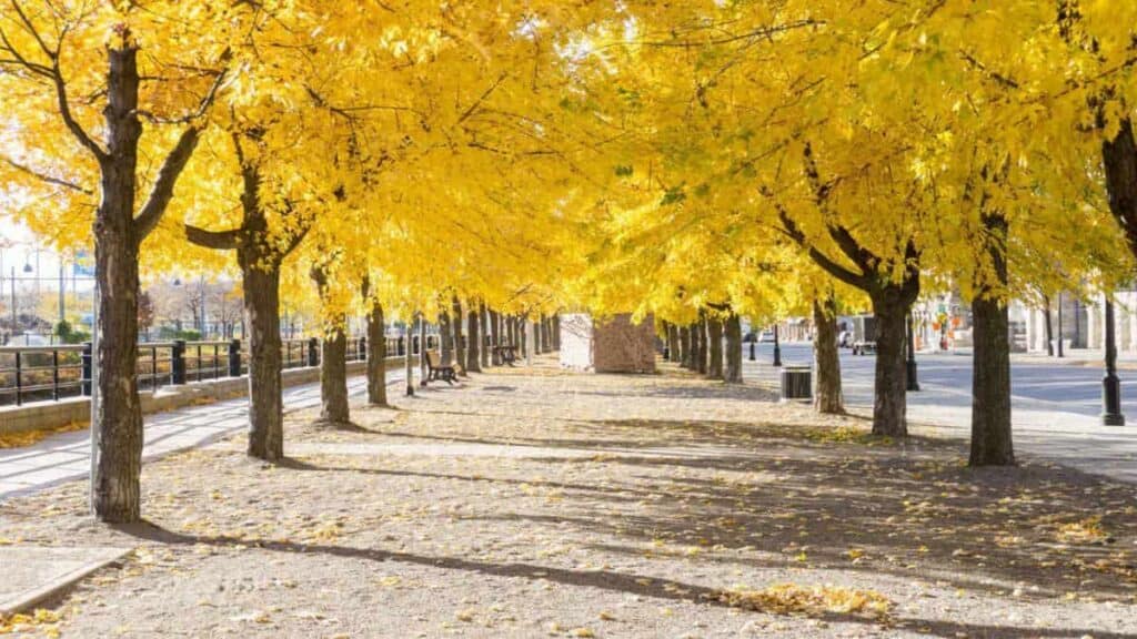 Best time to visit Montreal, colours of the leaves