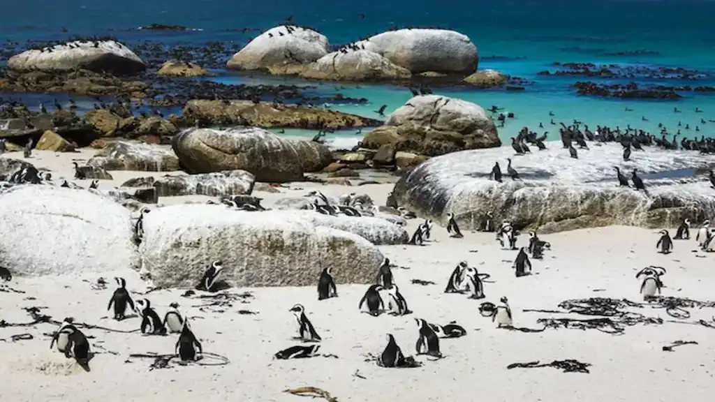 What to do in Cape Town, Boulders Beach Penguins