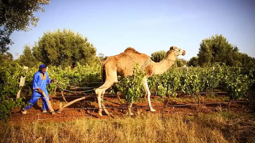 Things to do in Essaouira, Domaine du Val d'Argan Winery