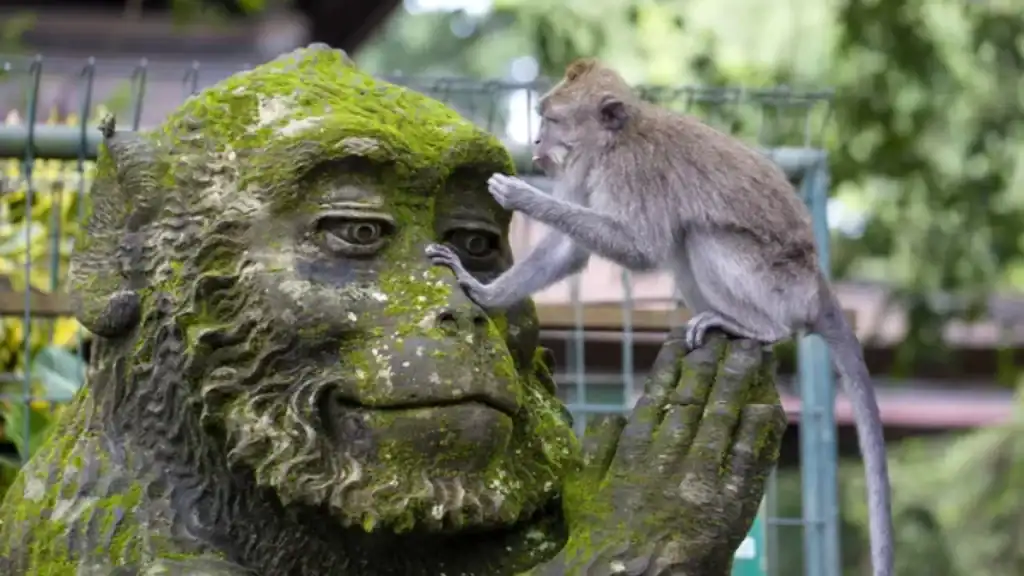 canggu-or-ubud-monkey-forest-sanctuary-ubud