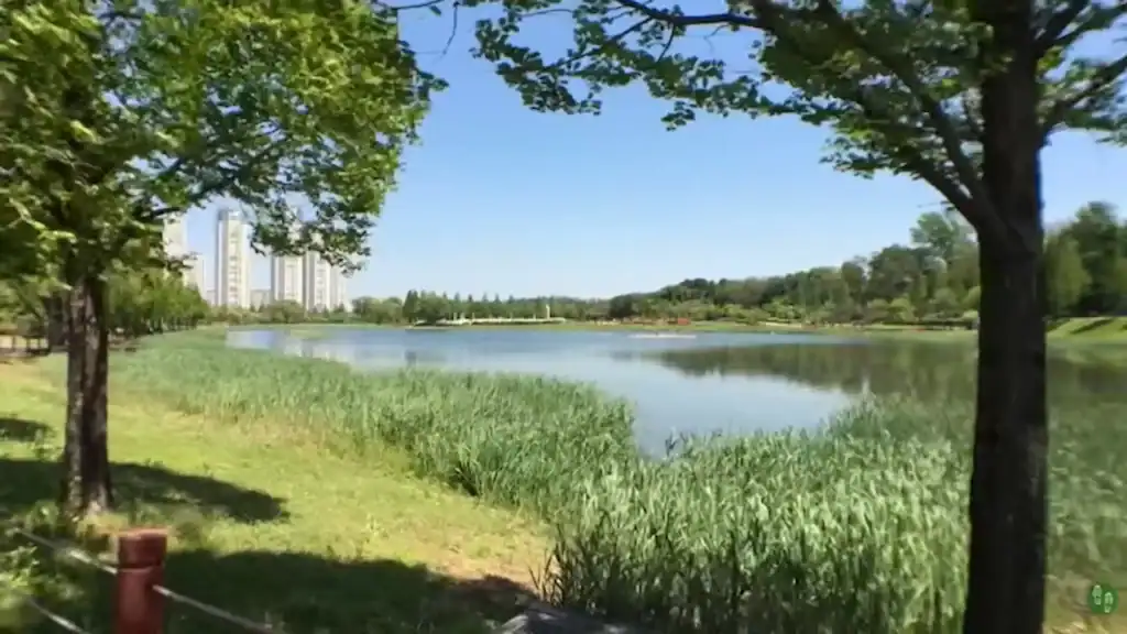 Serene lake view at Ansan Lake Park with green reeds, trees framing the water, and apartment buildings in distance