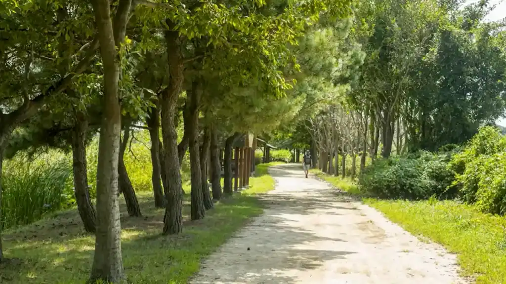 Tree-lined walking path at Ansan Reed Wetland with person strolling through shaded trail surrounded by lush green vegetation