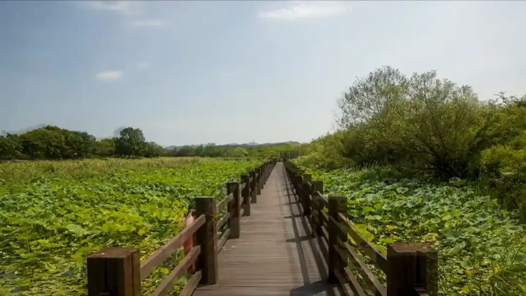 Long wooden boardwalk stretching through Ansan parks with lush green wetland vegetation and distant mountains under cloudy sky