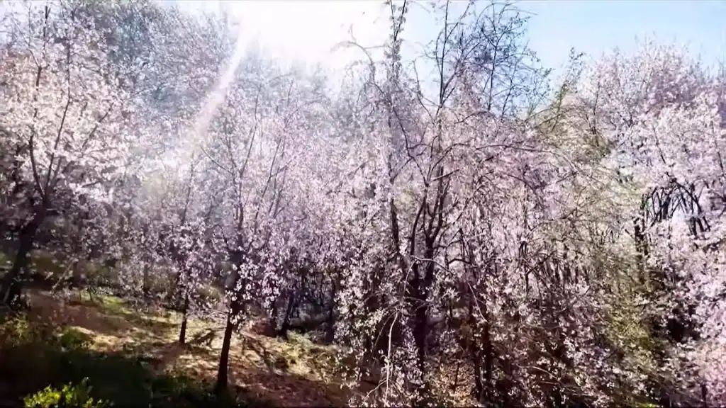 Alt Tag: Cherry blossom trees in full bloom at Ansan Lake Park with delicate pink and white flowers covering branches