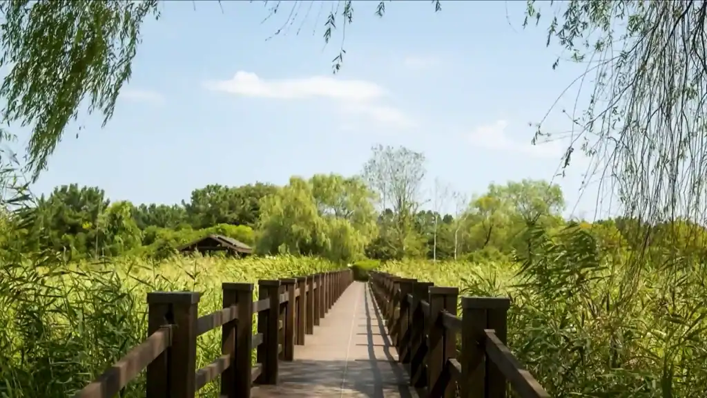 Wooden boardwalk stretching through Ansan Reed Wetland with dense green reeds on both sides and willow trees overhead