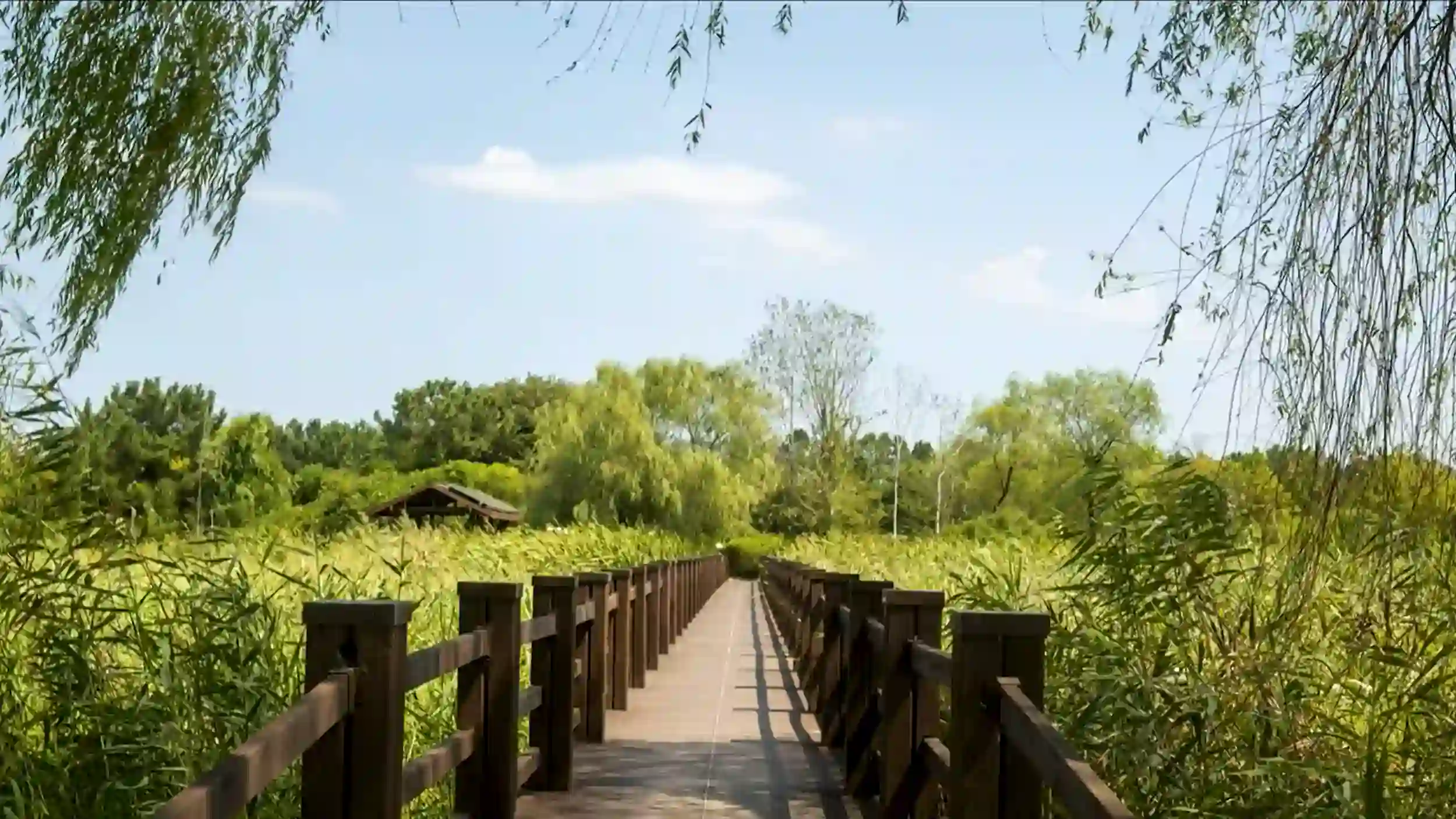 Wooden boardwalk stretching through Ansan Reed Wetland with dense green reeds on both sides and willow trees overhead