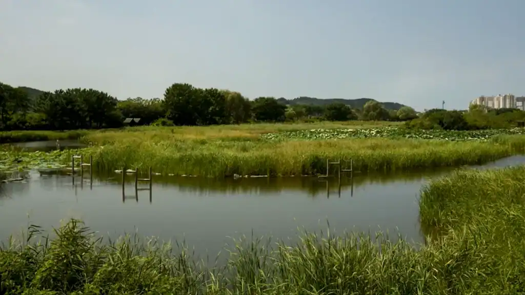 Tranquil lake at Ansan Reed Wetland with dense reed beds, still water, wooden posts, and distant mountains under cloudy sky