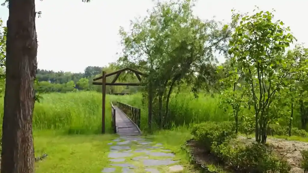 Stone pathway leading to wooden bridge with arch entrance at Ansan parks surrounded by lush green reeds and trees