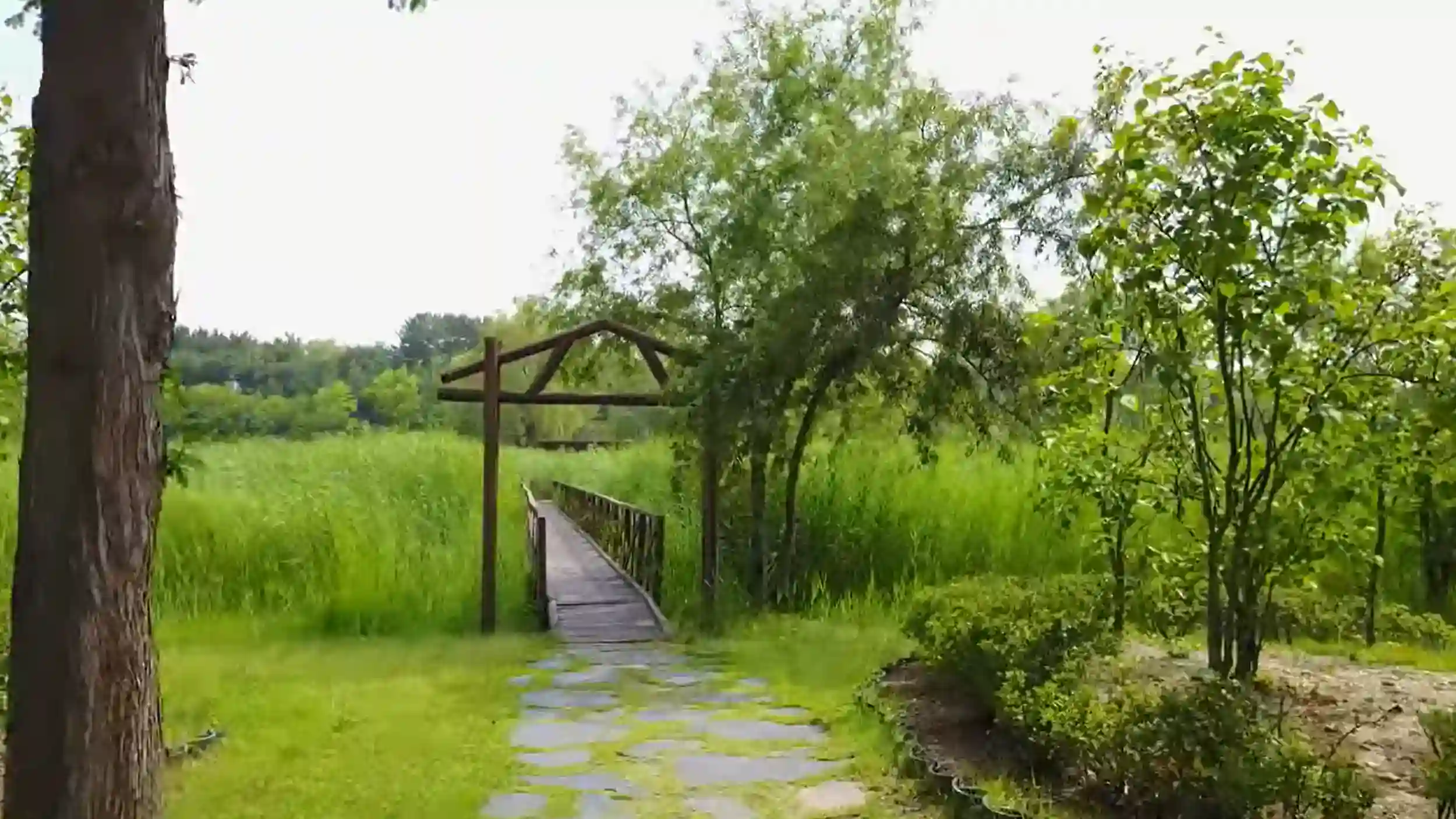 Stone pathway leading to wooden bridge with arch entrance at Ansan parks surrounded by lush green reeds and trees