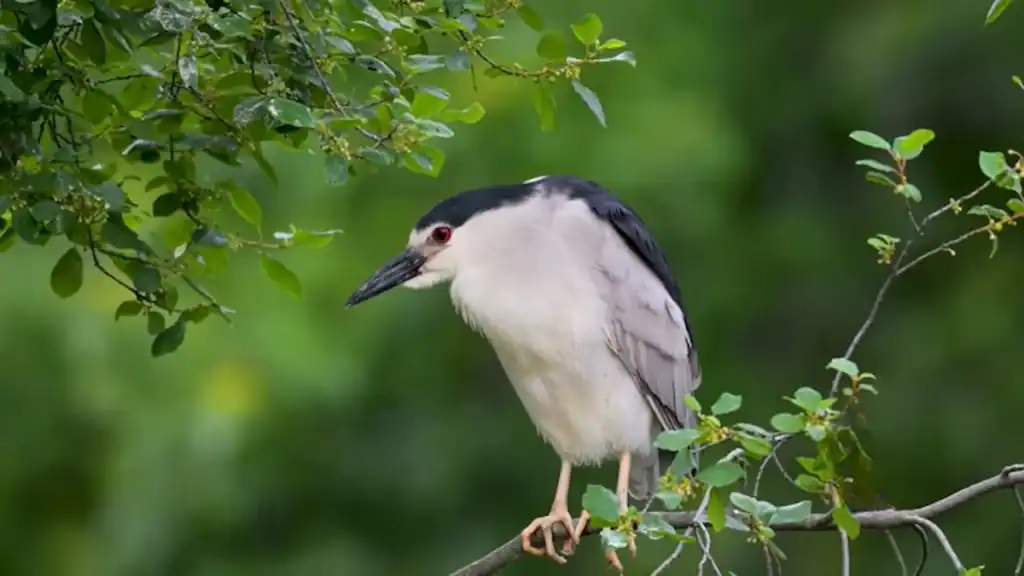Black-crowned night heron perched on branch at Ansan Reed Wetland with distinctive black cap, white body, and red eye