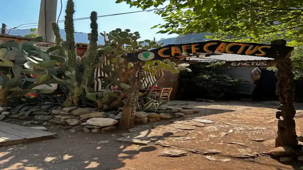 Olympos vs Çıralı. Cafe Cactus with rustic garden setting, tall cacti plants, outdoor seating, and bohemian atmosphere