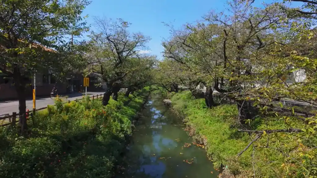 Tree-lined canal with lush green vegetation in Kawagoe, comparing Sawara vs Kawagoe attractions in Japan