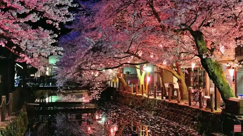 Kinosaki Budget Ryokans - cherry blossom trees illuminated at night along canal in Kinosaki onsen town