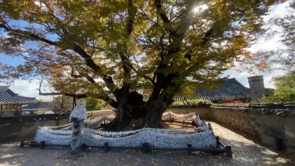 Andong cultural experience ancient tree at Hahoe Folk Village with paper prayer ribbons and traditional stone walls with hanok houses
