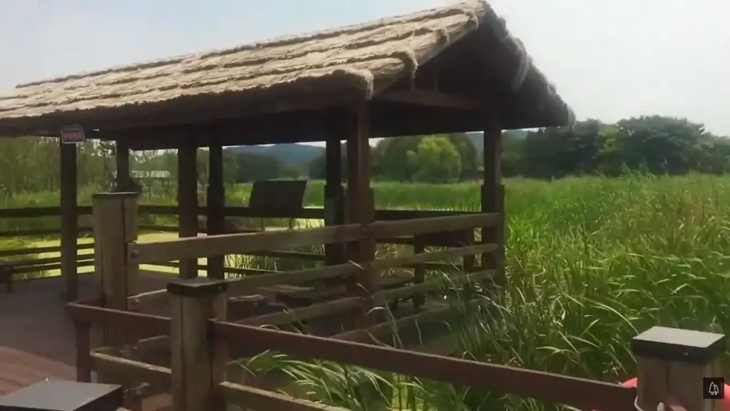 Wooden observation deck with thatched roof at Ansan Reed Wetland overlooking green reed beds and natural wetland landscape