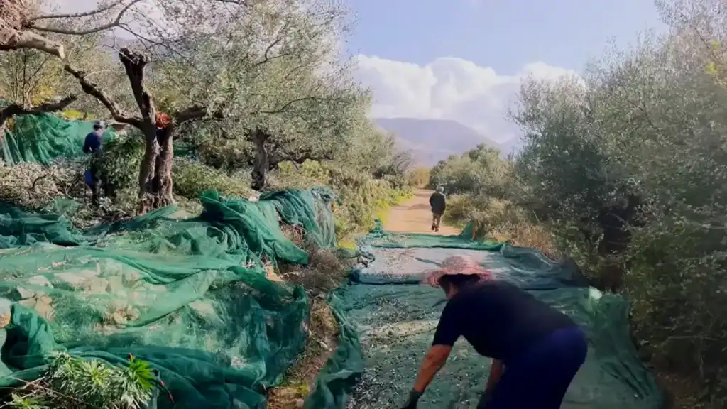 Workers gathering olives from large green collection nets spread under old olive trees along a dirt track, mountains visible through the canopy ahead