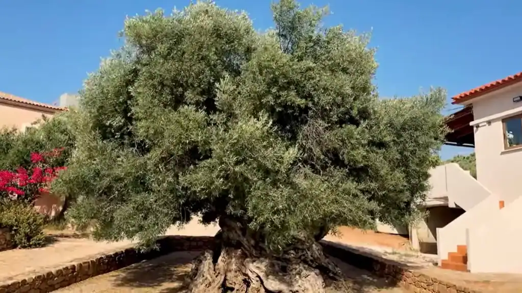 Massively gnarled ancient olive tree with a wide spreading canopy and deeply twisted trunk base, surrounded by low stone edging in a village setting under clear blue sky