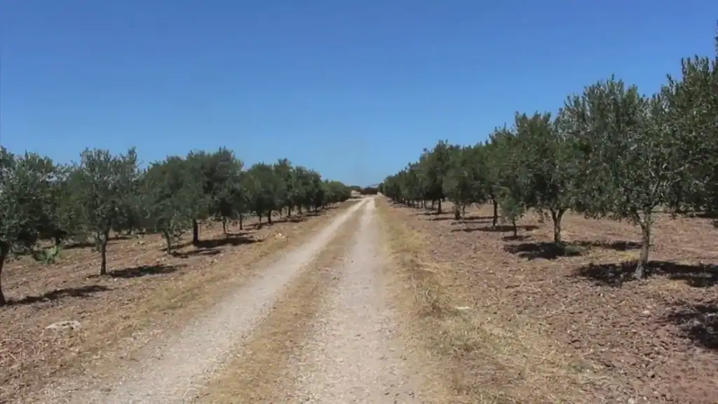 Unpaved track running straight between evenly spaced olive trees on dry, stony ground in the Ragusa countryside, a Ragusa guide to the agricultural plateau typical of the Iblean interior.