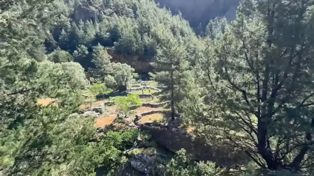 Abandoned stone terraces visible through dense pine canopy in Chania Samaria Gorge, dark cliff face looming above the overgrown valley floor.