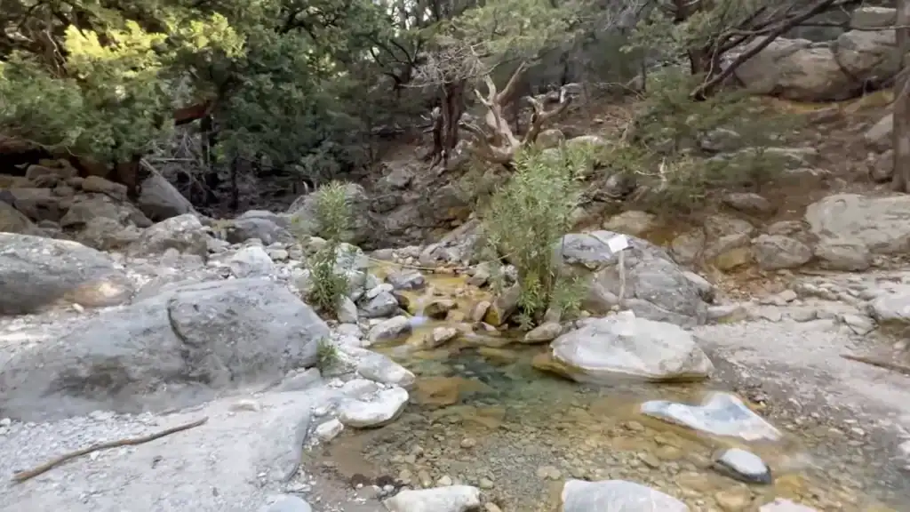 Clear shallow stream pooling between smooth pale boulders, thin reed-like plants growing from the rocky streambed, scrub trees crowding the banks.