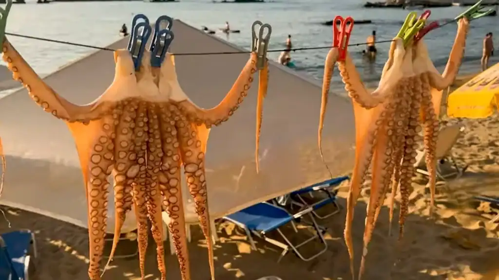 Three whole octopuses pegged by their mantles to a wire line, tentacles hanging in warm evening light above a sandy beach with swimmers visible behind