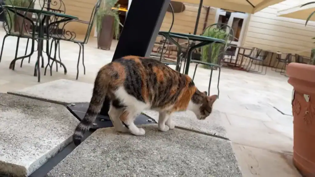 Calico cat picking its way across a stone step at an outdoor terrace café in Ragusa, metal table and chairs visible behind it - a small scene no Ragusa travel guide tends to mention but locals know well.
