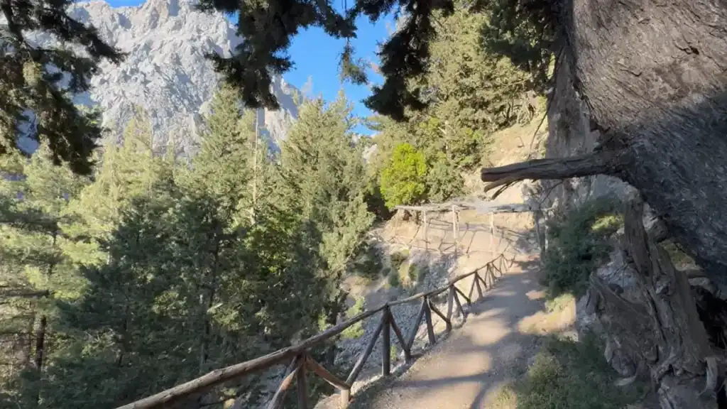 Narrow dirt path with wooden post railing winds through pine trees on the Chania Samaria Gorge trail, limestone cliffs rising sharply behind.