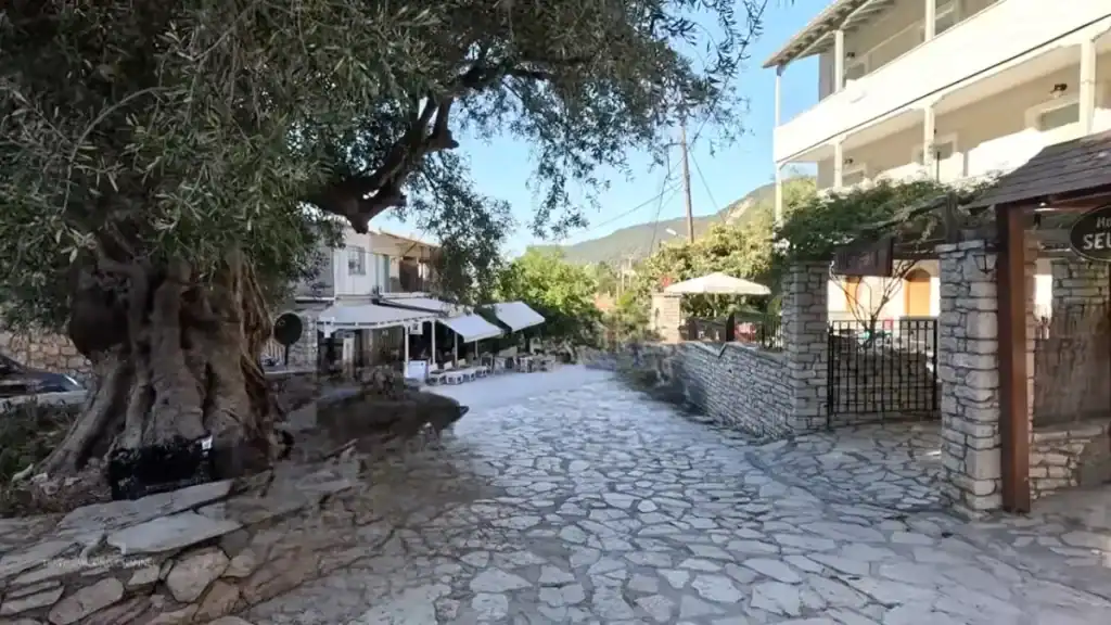 A broad ancient olive tree dominates the left side of a stone-paved village lane in Agios Nikitas, the walking route to Milos Beach passing café seating and a gated stone wall on the right.
