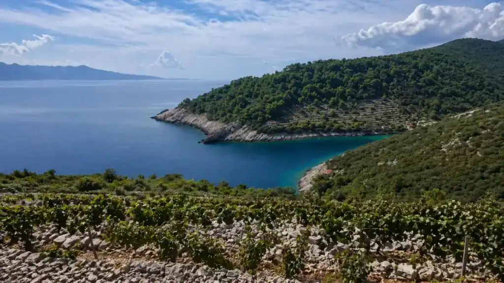 Hillside vineyard rows above a secluded turquoise cove at Đilas Winery on Korčula island
