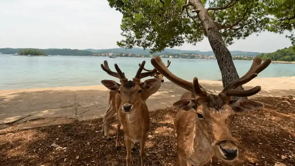 Fallow deer on the shore of Badija Island with calm Adriatic water behind them