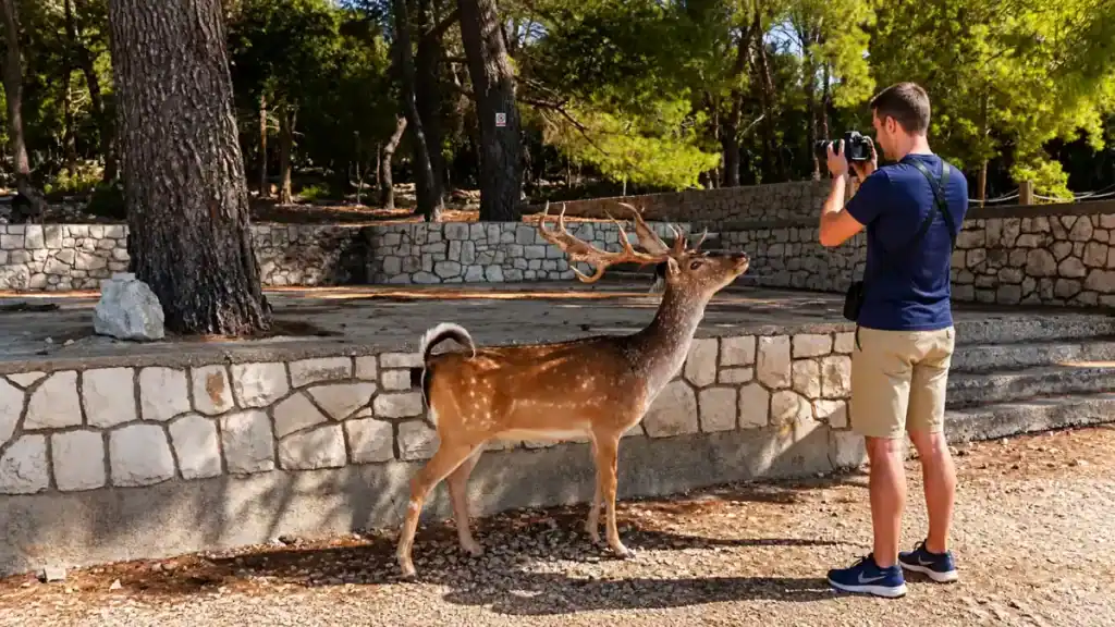 Photographer face to face with a tame fallow deer in the pine forest on Badija Island