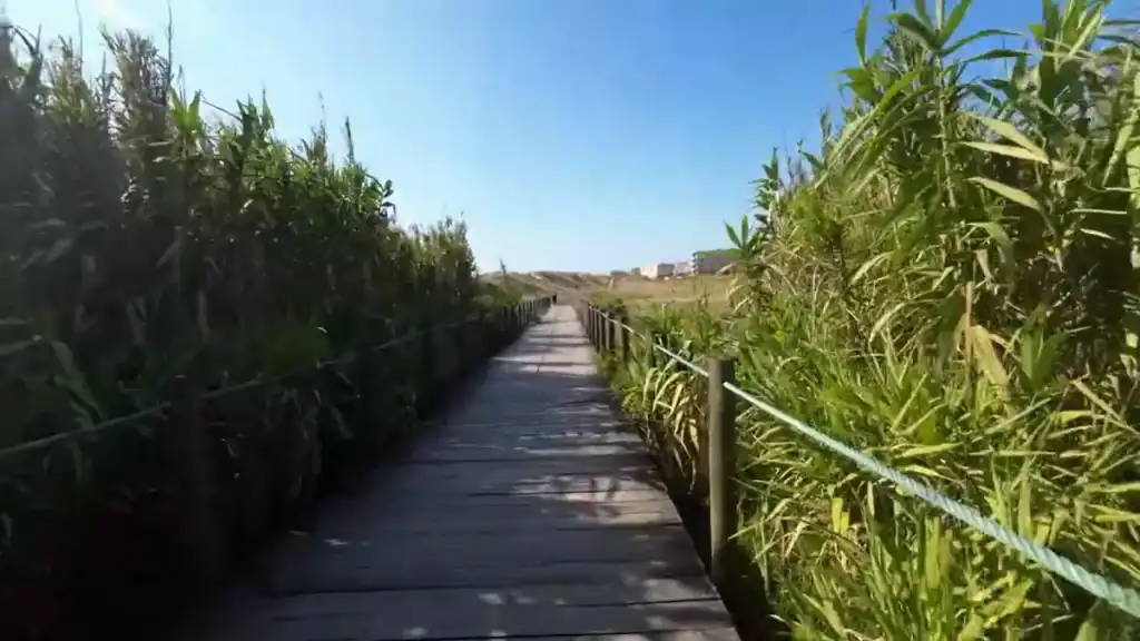 Wooden boardwalk flanked by tall reeds on the Vila do Conde coastal walk in northern Portugal