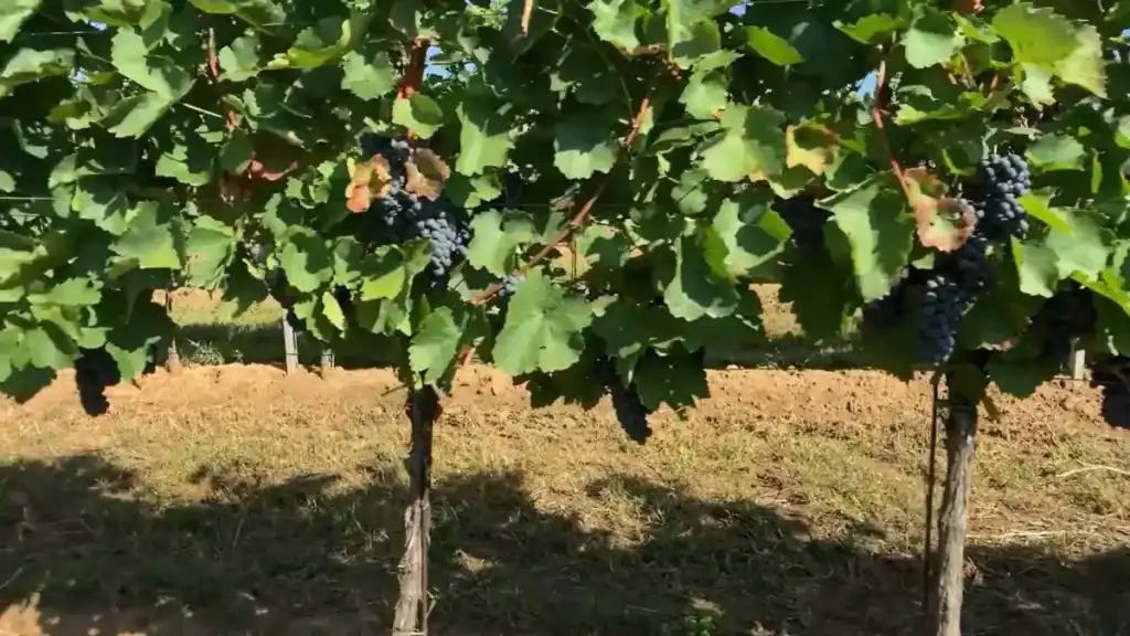 Dark grape clusters ripening on latada vines along the Vila do Conde cycling route