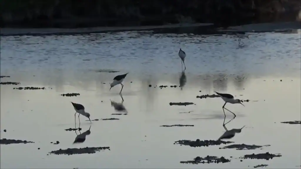 Black-winged stilts wading and feeding across shallow tidal mudflats at dusk