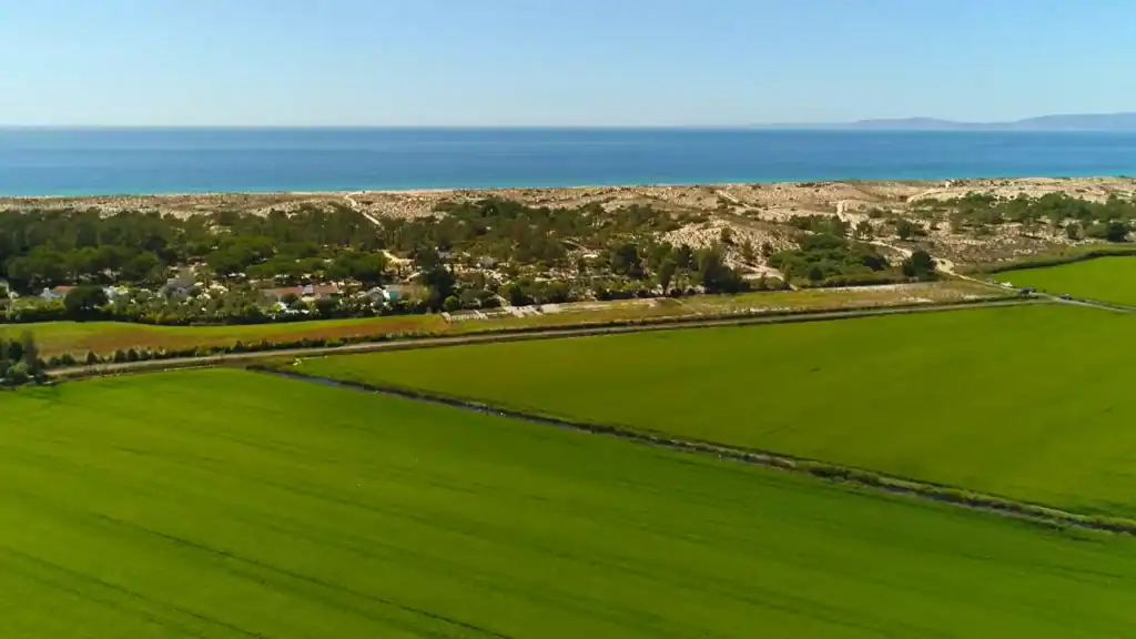 Comporta rice fields stretching toward coastal dunes and the Atlantic Ocean