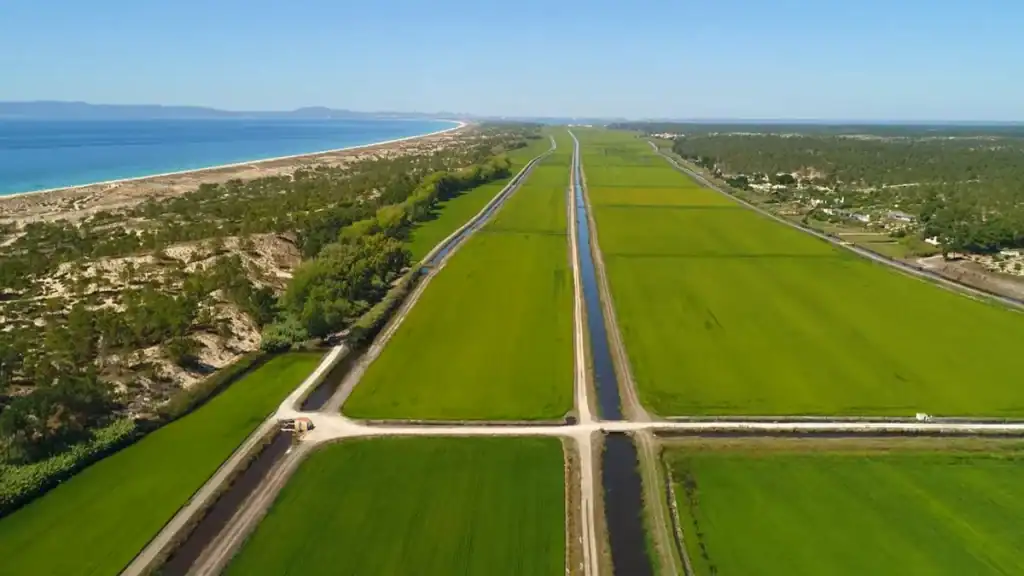 Aerial view of vivid green rice fields stretching alongside the Comporta Coast shoreline