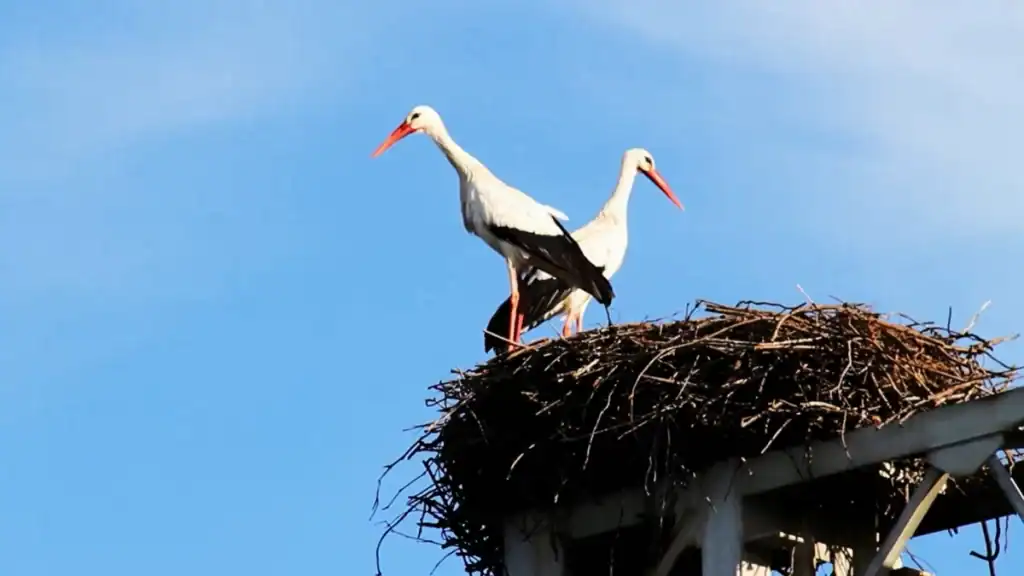 Two white storks standing in a large nest above the Comporta rice fields