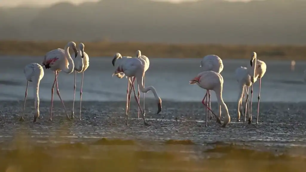 Flamingos feeding in shallow lagoon water at golden hour near Melides