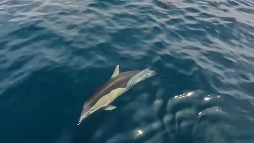 Common dolphin gliding through calm blue water in the Sado Estuary Title: Common Dolphin Close-Up, Sado Estuary
