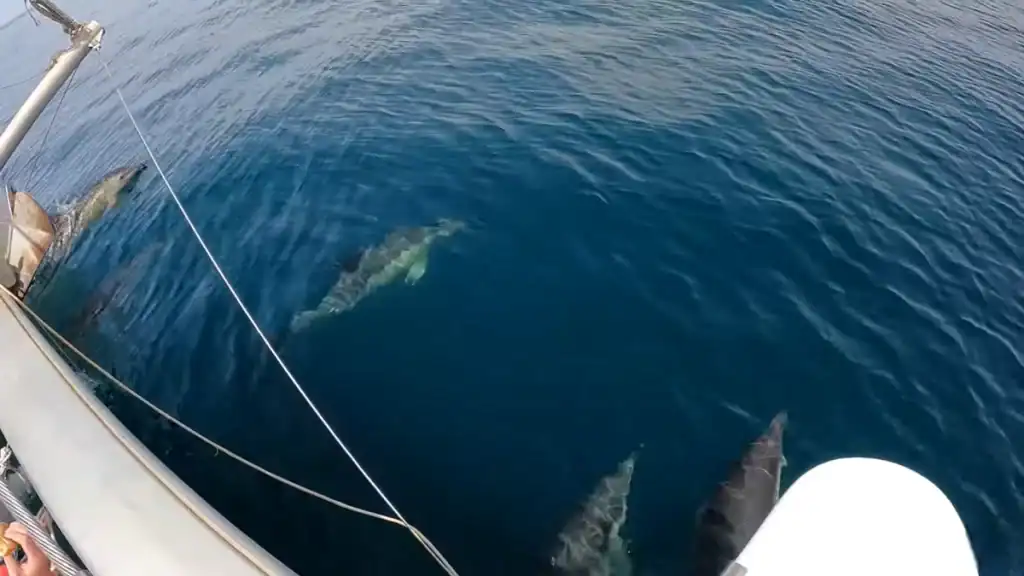 Three dolphins swimming alongside a catamaran hull in open water
Title: Dolphins Bow-Riding a Catamaran Tour Boat