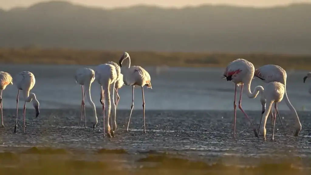 Flamingos feeding in shallow tidal flats at golden hour in the Sado Estuary
Title: Flamingos at Low Tide, Sado Estuary Natural Reserve
