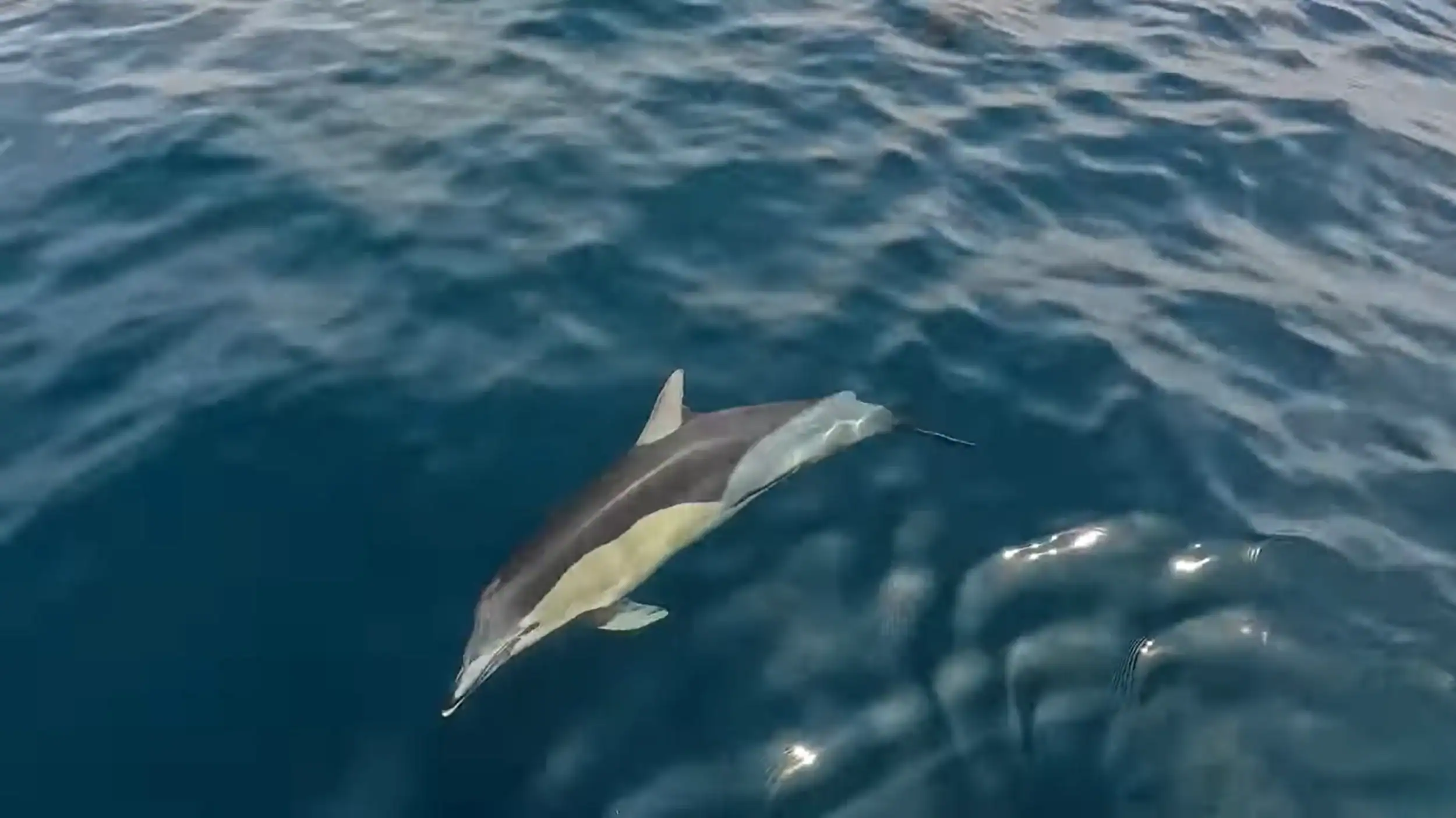 Common dolphin gliding through calm blue water in the Sado Estuary Title: Common Dolphin Close-Up, Sado Estuary