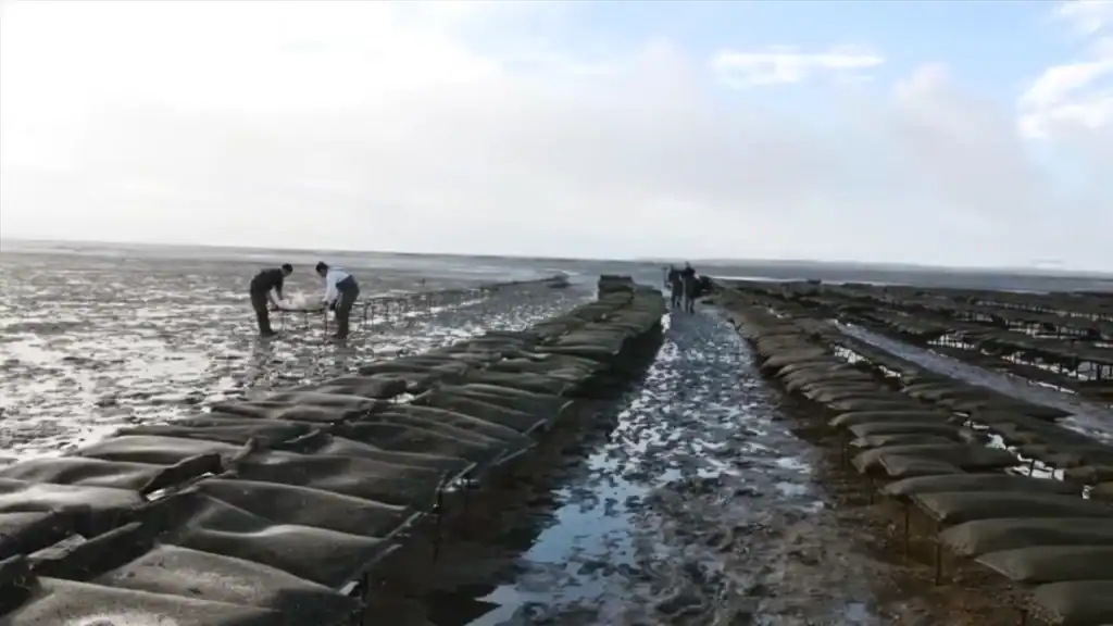 Workers tending oyster bags on exposed tidal flats in the Sado Estuary at low tide