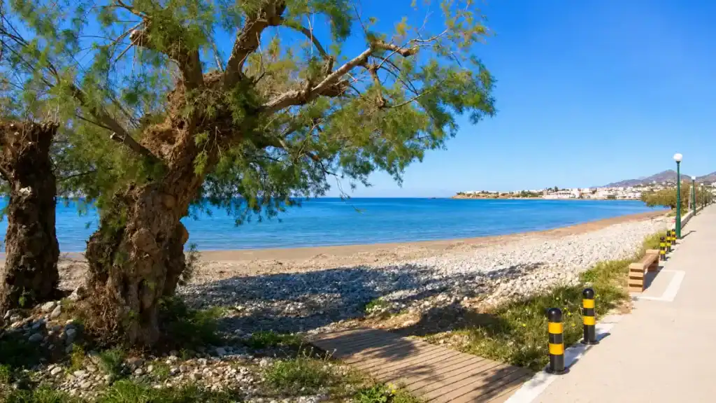 Tamarisk tree shading the pebbled shoreline along Makry Gialos seafront promenade