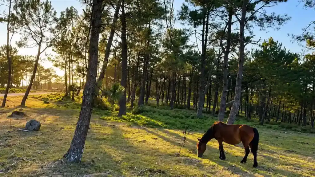 Wild horse grazing among pine trees on Monte A Groba at golden hour