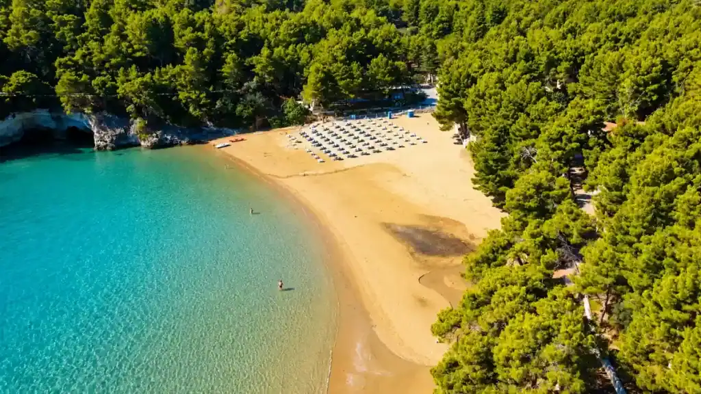 Aerial view of a hidden sandy cove enclosed by pine forest at Baia di San Felice.