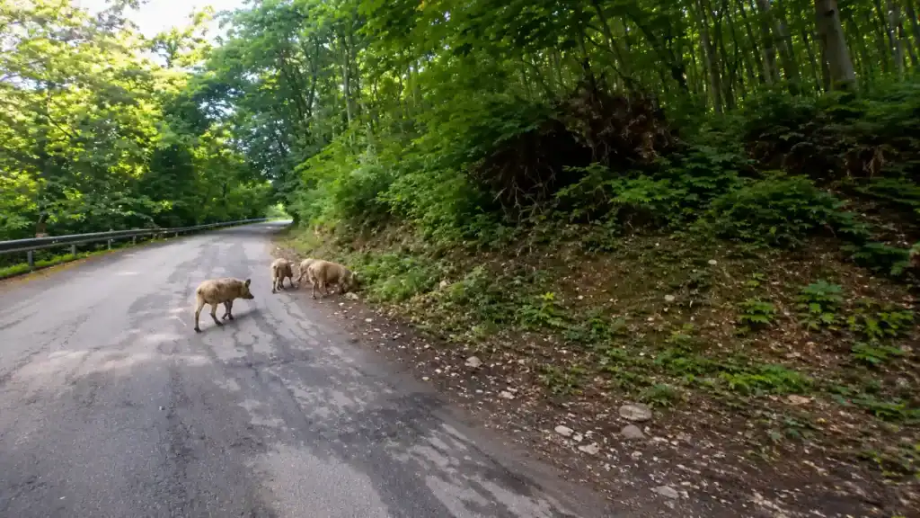 Wild boars crossing a quiet woodland road inside the Foresta Umbra in Puglia.