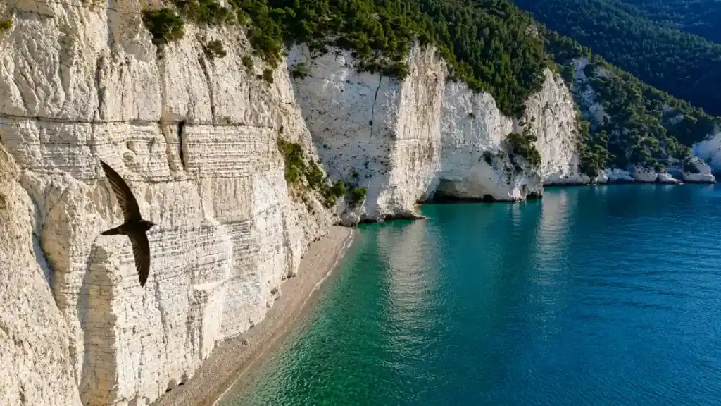Swift gliding past the chalk-white cliffs above Baia dei Mergoli on the Gargano coast.